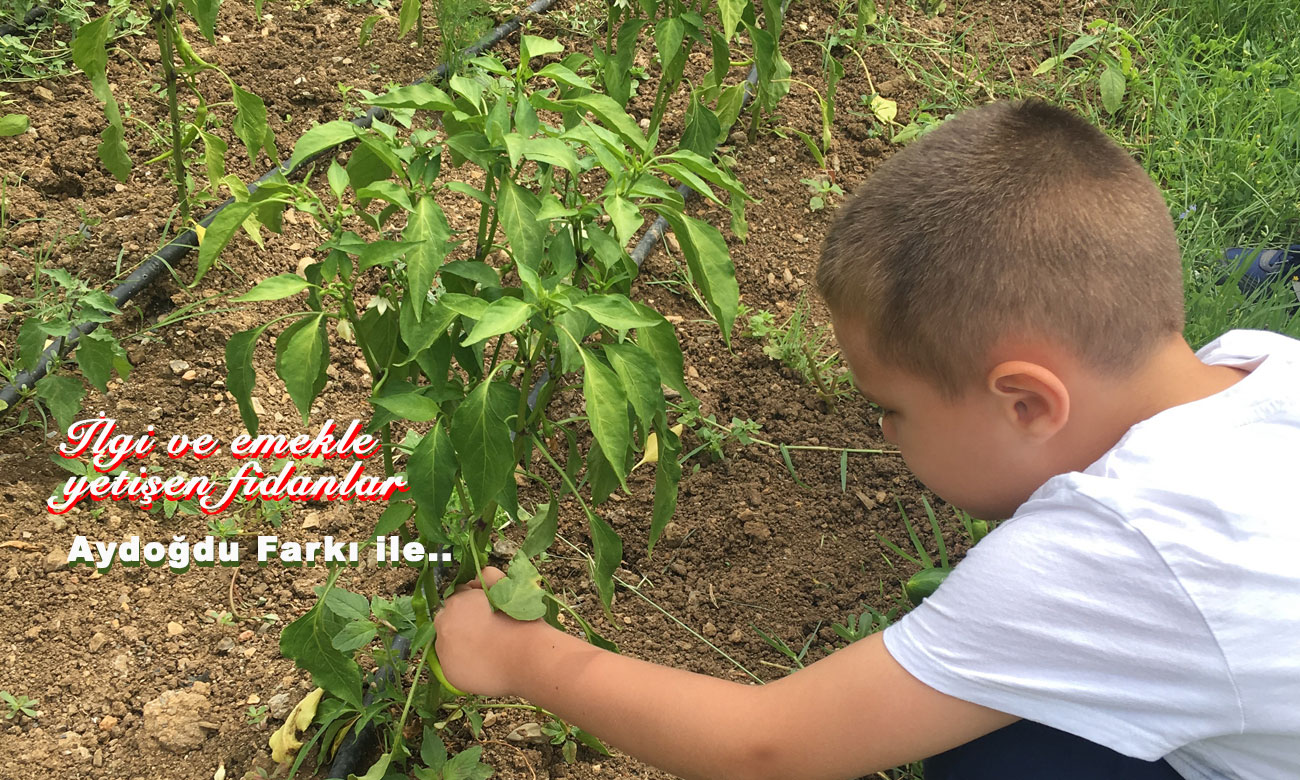 İlgi & emek ve Aydogduokulları